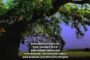 (Audio Book) Supernatural Life of William Branham - Ch. 12 - Standing in the Air